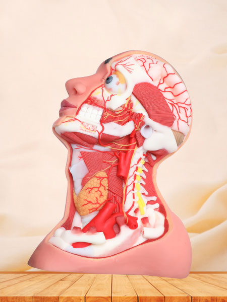 Deep Arteries And Nerves Of Human Head And Neck Soft Silicone Anatomy Model