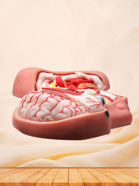 Deep Arteries And Nerves Of Human Head And Neck Soft Silicone Anatomy Model