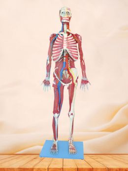 Soft Simulated Muscles of Upper Limb Anatomy Model