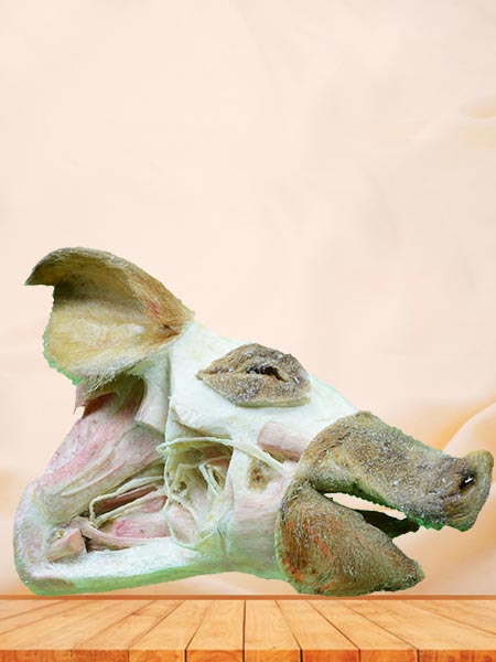 Deep vessels and nerves of pig head plastinated specimen