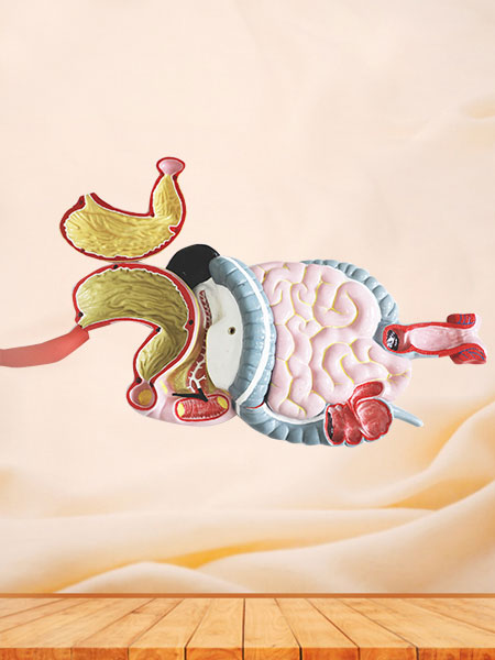 Digestive System Soft Silicone Anatomy Model