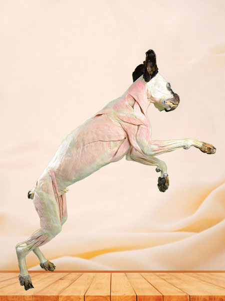 Dog Plastinated Specimen