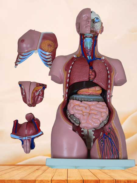 Dual-sex human torso model with head