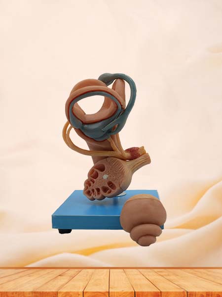 Eardrum, Ossicles, Inner Ear Anatomy Model