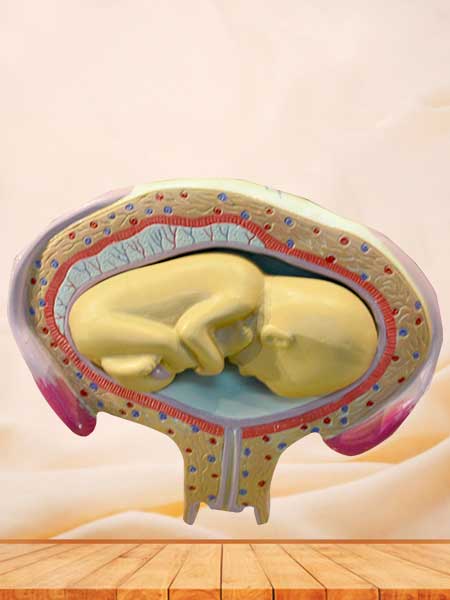 Embryonic development anatomical model