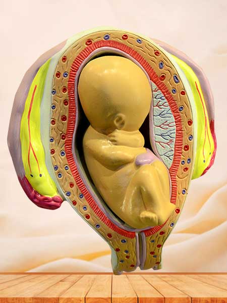 Embryonic development anatomical model