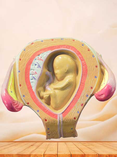 Embryonic development anatomical model