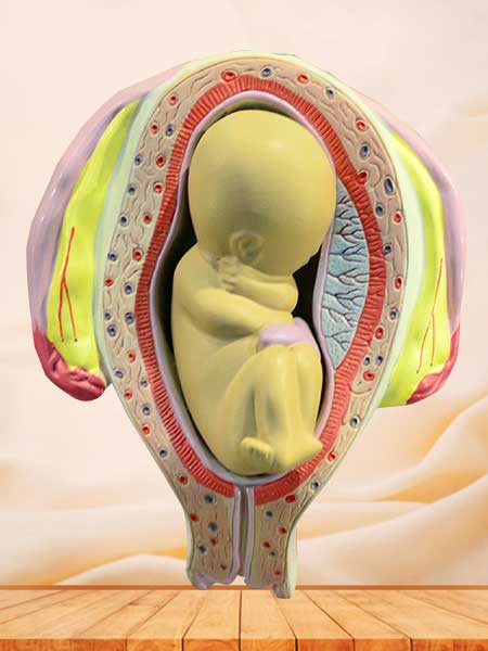 Embryonic development anatomical model