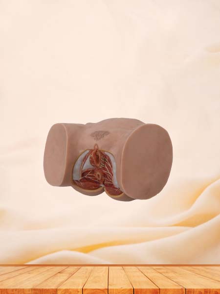 Female Perineum Simulation Model