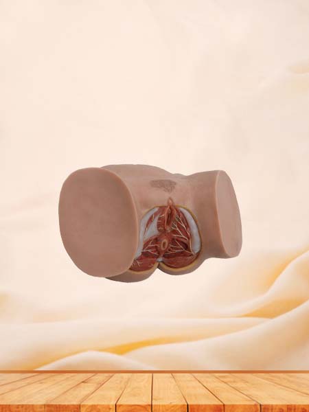 Female Perineum Simulation Model