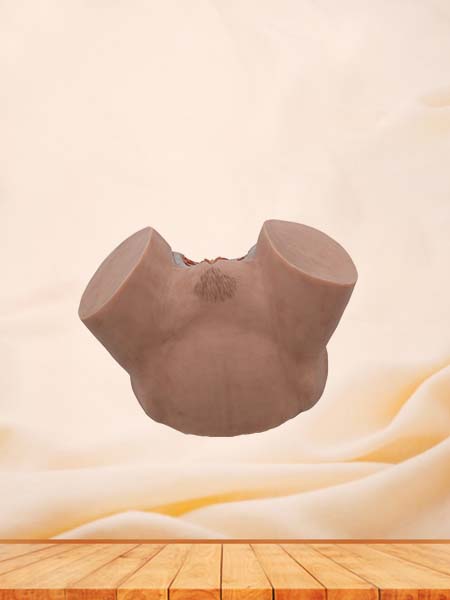 Female Perineum Simulation Model