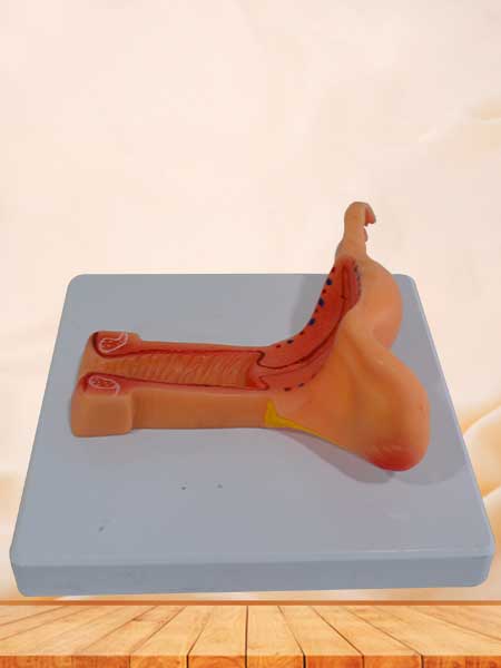 Female internal genital organs anatomy model