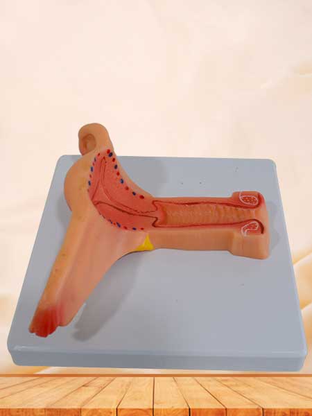 Female internal genital organs anatomy model