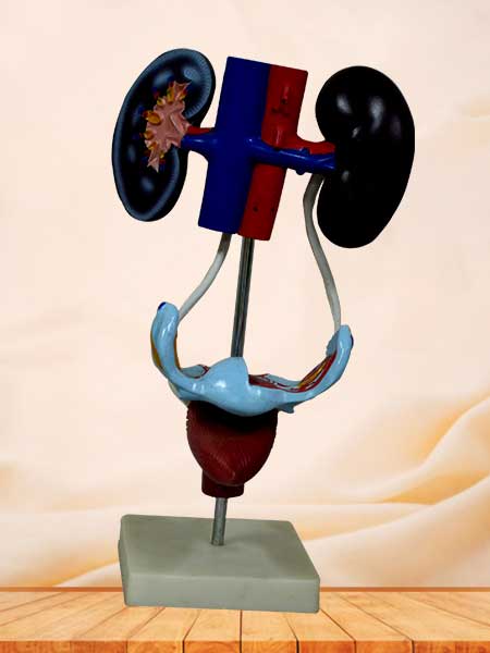 Female urinary system model