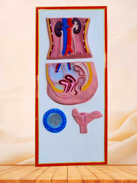 Female urinary system relief model