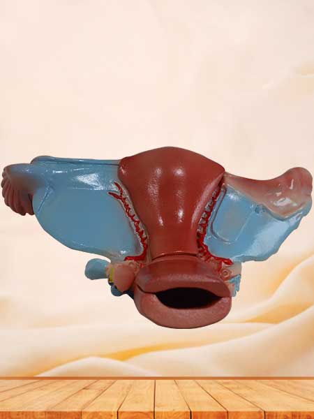 Female uterus model