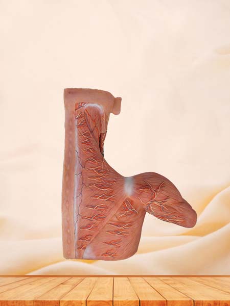 Flow of Breast, Axillary, Neck Lymph Silicone Model