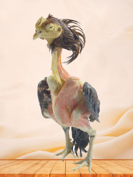 Gamecock Plastinated Animals Specimen