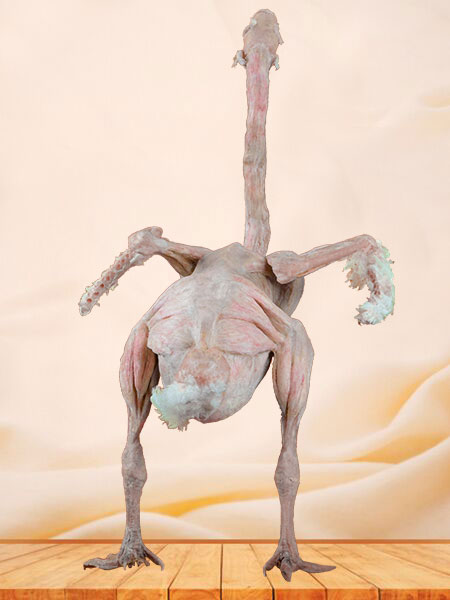 Goose plastinated speimen