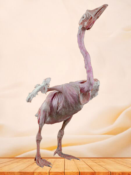 Goose plastinated speimen