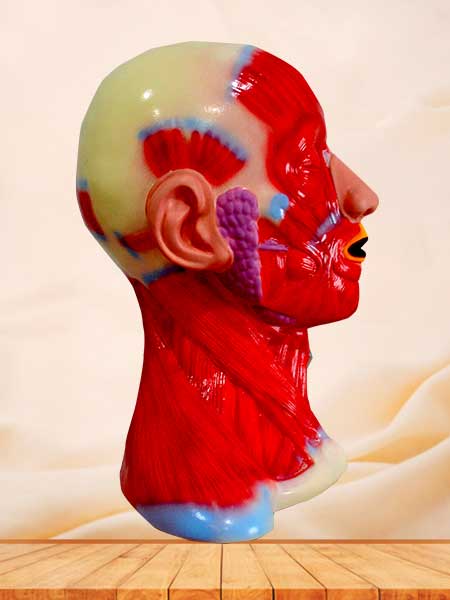 Head and neck anatomical model