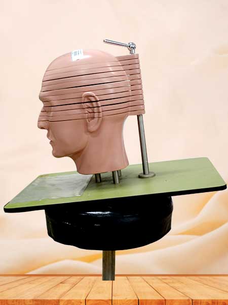 Head and neck anatomy section model