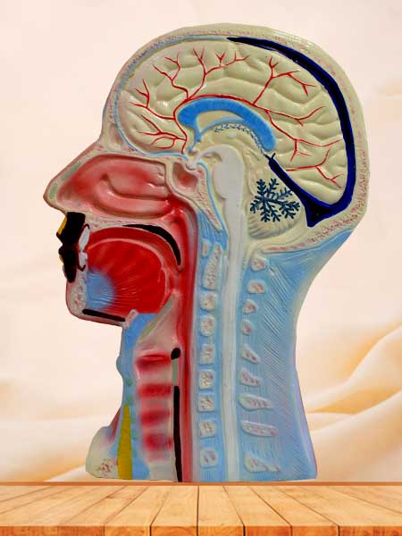 Head and neck anatomical model