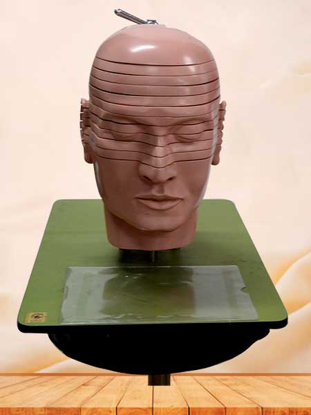 Head and neck anatomy section model