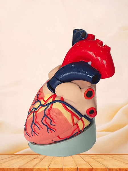 Soft Silicone Heart Anatomy Model