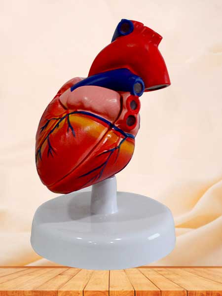 Heart anatomical model