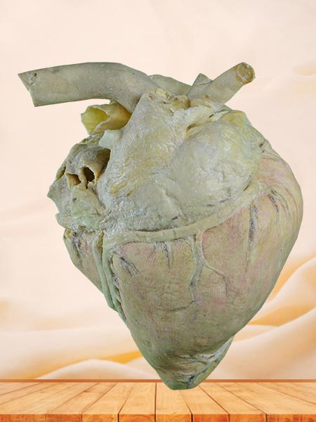 Heart blood vessel of cow plastinated specimen