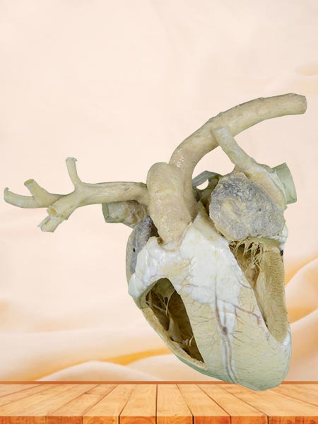 Heart cavity of cow plastinated specimen