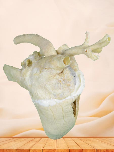 Heart cavity of cow plastinated specimen