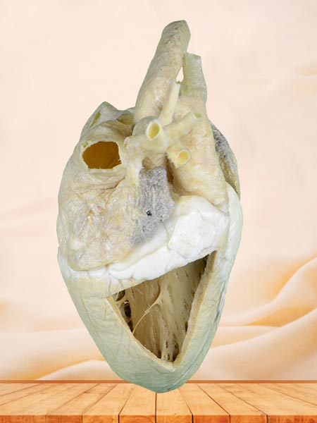 Heart cavity of cow plastinated specimen