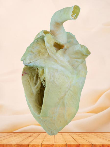 Heart cavity of pig plastinated specimen