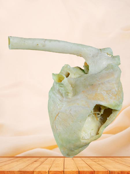 Heart cavity of pig plastinated specimen