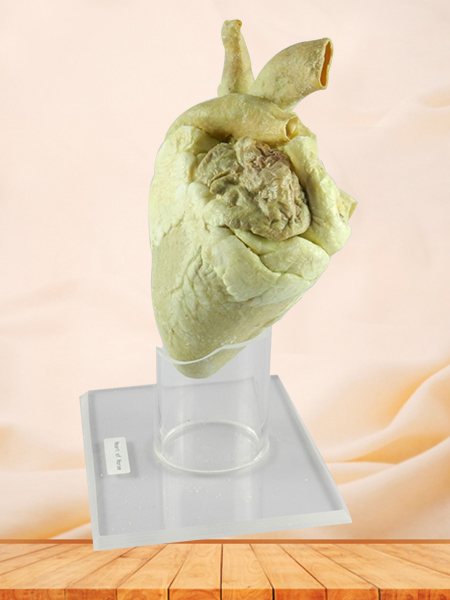 Heart of Horse medical specimen plastination