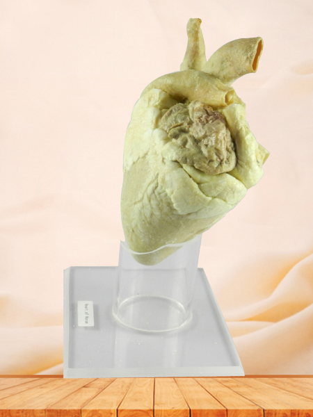 Heart of Horse medical specimen plastination