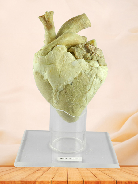 Heart of Horse medical specimen plastination