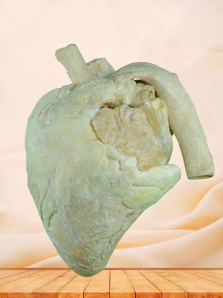 Heart of cow plastinated specimen