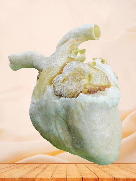 Heart of pig plastinated specimen