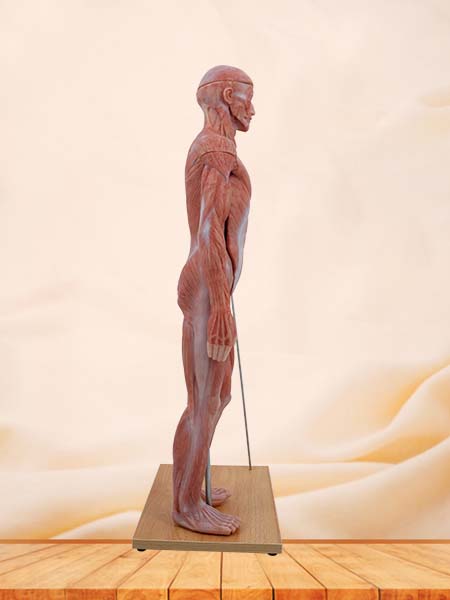 80cm Torso Anatomy Model