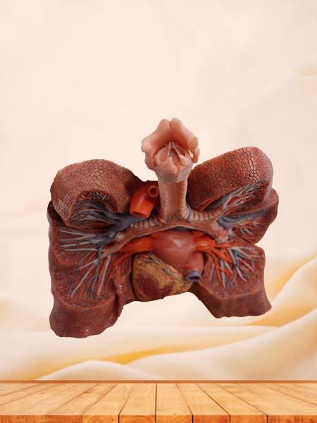 Anatomical Lung Model