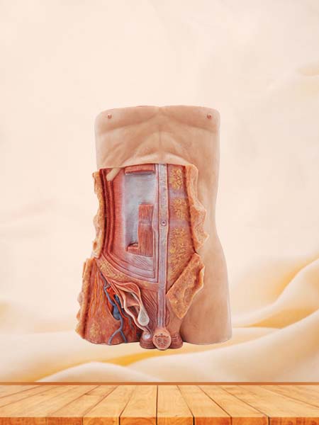 Anterior Abdominal Wall Human Organ Model