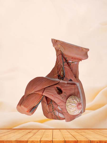 Flow of Breast, Axillary, Neck Lymph Silicone Model