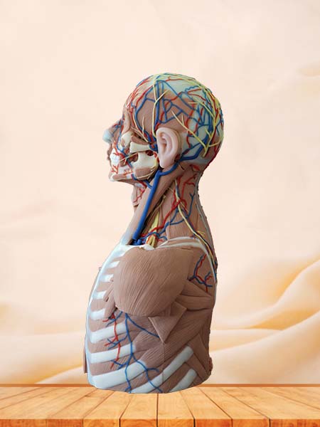 Head, Neck and Chest Anatomy Model