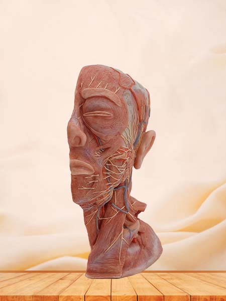 Head and Neck Anatomy Model