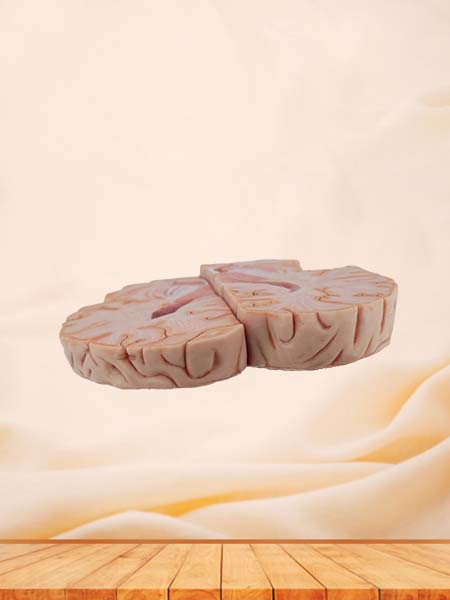 Horizontal Section of Brain Anatomy Model