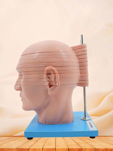 Horizontal Slices of Anatomical Head Model