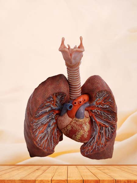 Lung Anatomy Model